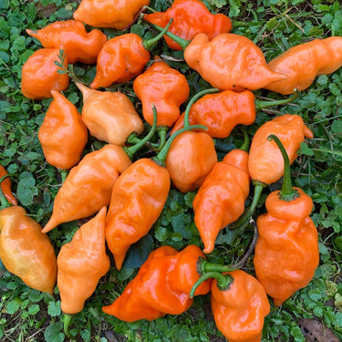 Habanada - Seeds - The Pepper Pantry (Formerly Marie Sharp's)